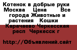Котенок в добрые руки. Москва. › Цена ­ 5 - Все города Животные и растения » Кошки   . Карачаево-Черкесская респ.,Черкесск г.
